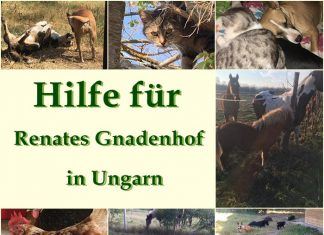 Österreichische Fellnasen – In großer Not ❤️ DIE JETZT IN UNGARN SIND ❤️