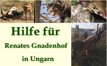 Österreichische Fellnasen – In großer Not ❤️ DIE JETZT IN UNGARN SIND ❤️