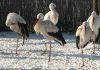Störche überwintern in Ungarn