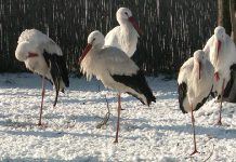 Störche überwintern in Ungarn