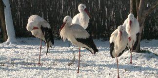 Störche überwintern in Ungarn