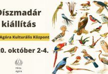 Ziervogelausstellung in Kecskemét am Wochenende