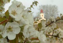 Bócsa plant langfristig