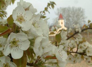 Bócsa plant langfristig