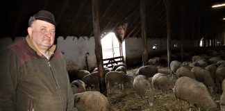 Eine moderne Schafzucht – Modern birkanevelés Soltvadkert határában