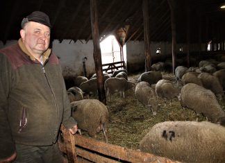 Eine moderne Schafzucht – Modern birkanevelés Soltvadkert határában