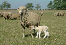 Schafe, Hund, Puszta – ganz in unserer Nähe…