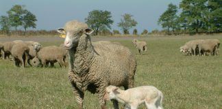 Schafe, Hund, Puszta – ganz in unserer Nähe…