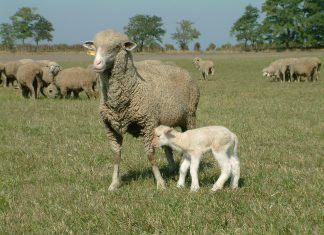 Schafe, Hund, Puszta – ganz in unserer Nähe…
