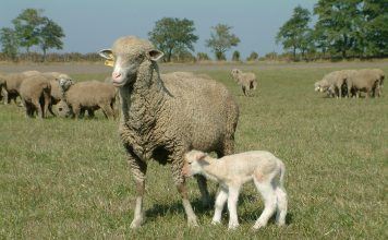 Schafe, Hund, Puszta – ganz in unserer Nähe…