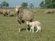 Schafe, Hund, Puszta – ganz in unserer Nähe…