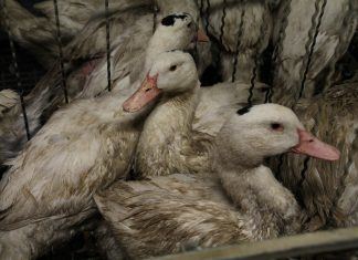 Entenzucht in der Puszta