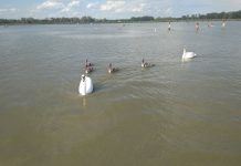 Schwäne — eine sehr menschliche Betrachtung