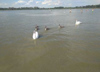 Schwäne — eine sehr menschliche Betrachtung