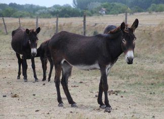 Wollen Sie einen Esel?