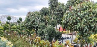 Frühling? Verwirklichen wir unsere Träume im Garten!