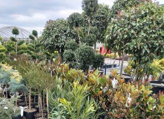 Frühling? Verwirklichen wir unsere Träume im Garten!