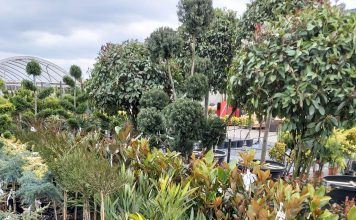 Frühling? Verwirklichen wir unsere Träume im Garten!