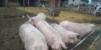 Selbstgemachte Wurst und Salami Mitte November in Soltvadkert