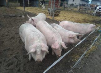 Selbstgemachte Wurst und Salami Mitte November in Soltvadkert