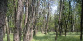 Wald zu verkaufen – Erdő eladó