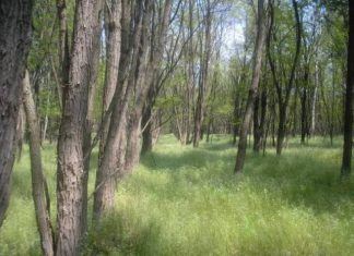 Wald zu verkaufen – Erdő eladó