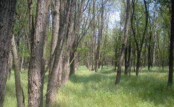 Wald zu verkaufen – Erdő eladó