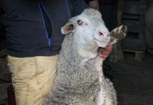 Wir gingen Schafe scheren!