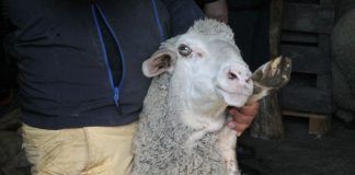 Wir gingen Schafe scheren!