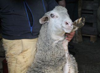 Wir gingen Schafe scheren!