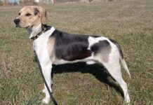 Ein netter Hund – egy kedves kutya