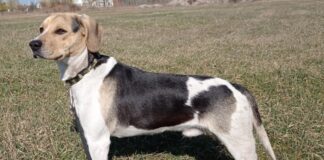 Ein netter Hund – egy kedves kutya