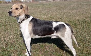 Ein netter Hund – egy kedves kutya