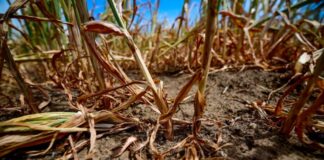 Meinungen und Gedanken zur Dürre