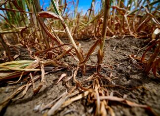 Meinungen und Gedanken zur Dürre