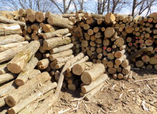 Hartes Brennholz für 30.000 HUF in Ungarn – auch den Ausländern!