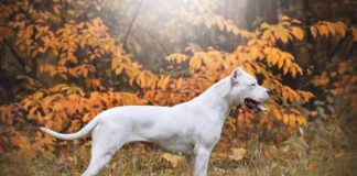 Kennen Sie den Hund Dogo Argentino?