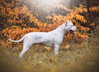 Kennen Sie den Hund Dogo Argentino?