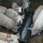 Kommt es wieder in Mode? Schweineschlachten auf dem Bauernhof!