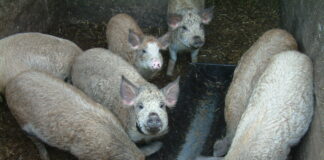 Kommt es wieder in Mode? Schweineschlachten auf dem Bauernhof!