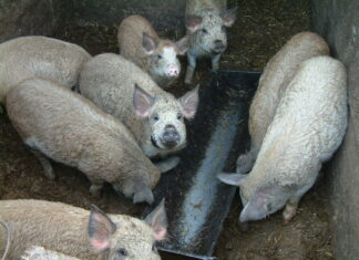 Kommt es wieder in Mode? Schweineschlachten auf dem Bauernhof!