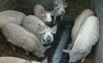 Kommt es wieder in Mode? Schweineschlachten auf dem Bauernhof!