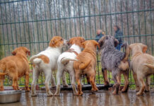 Stammtisch im Zeichen eines Tierheims