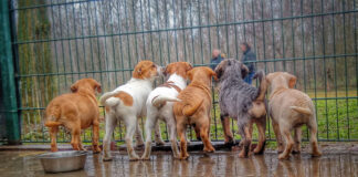 Stammtisch im Zeichen eines Tierheims