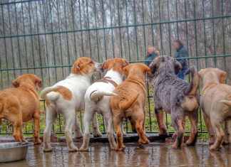 Stammtisch im Zeichen eines Tierheims