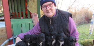 Kiskutyák – Welpen