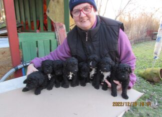 Kiskutyák – Welpen