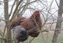 Tierliebende HaushaltshelferIn gesucht! — Háztartásvezetőt, háziállatgondozót keresek