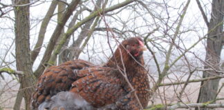 Tierliebende HaushaltshelferIn gesucht! — Háztartásvezetőt, háziállatgondozót keresek