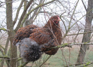 Tierliebende HaushaltshelferIn gesucht! — Háztartásvezetőt, háziállatgondozót keresek